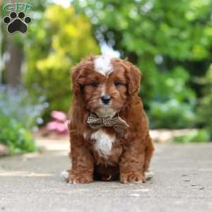 Theo, Cavapoo Puppy